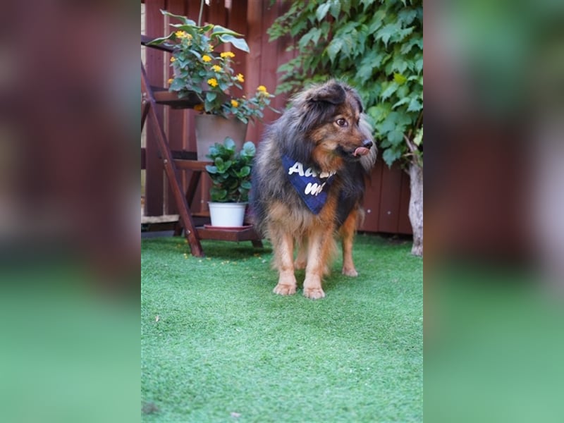 Buddy-SR, möchte dein Freund werden