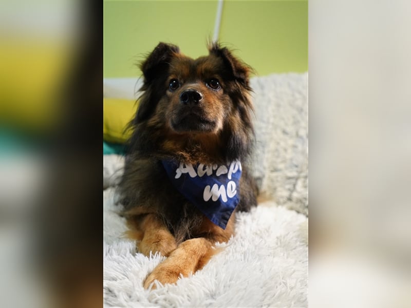 Buddy-SR, möchte dein Freund werden