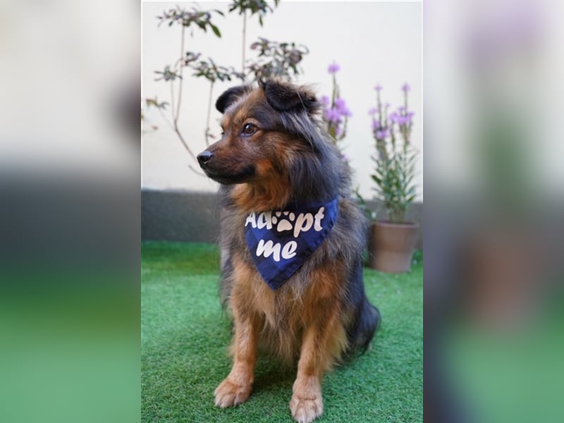 Buddy-SR, möchte dein Freund werden