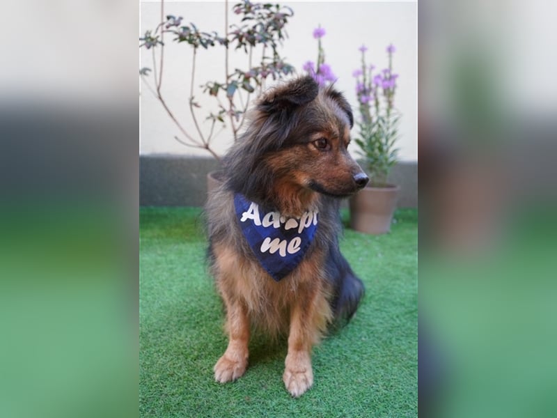 Buddy-SR, möchte dein Freund werden