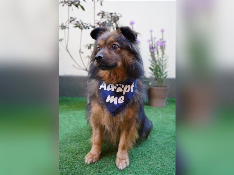 Buddy-SR, möchte dein Freund werden
