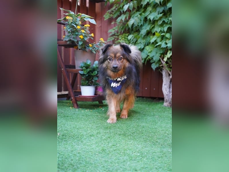 Buddy-SR, möchte dein Freund werden