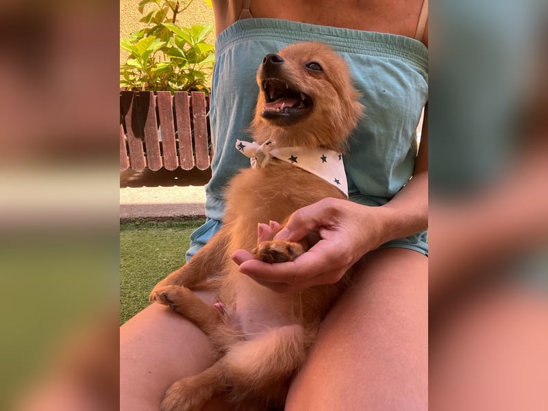 Charlie SR - Kuschelspitz mit großem Nachholbedarf