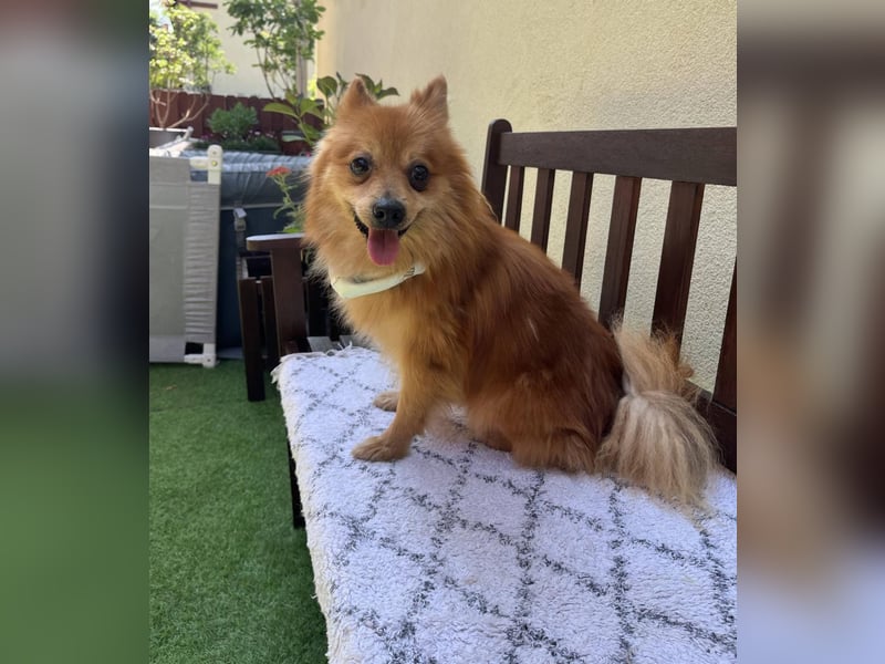 Karlo SR – kleiner Sonnenschein sucht liebevolle Familie