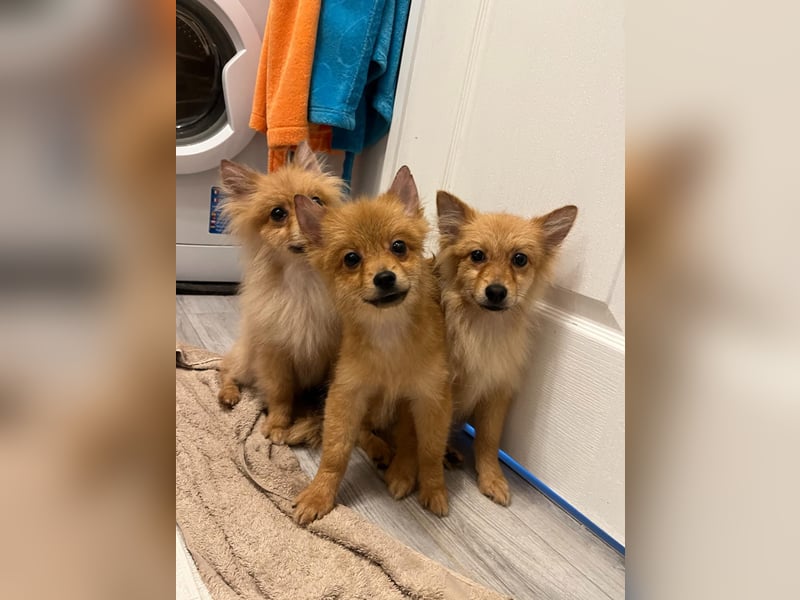 Charlie SR - Kuschelspitz mit großem Nachholbedarf