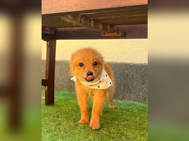 Charlie SR - Kuschelspitz mit großem Nachholbedarf