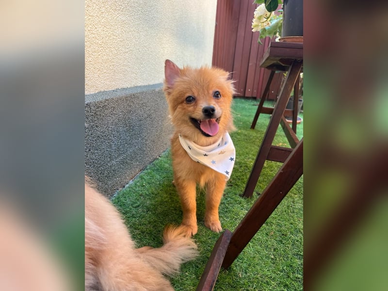 Charlie SR - Kuschelspitz mit großem Nachholbedarf