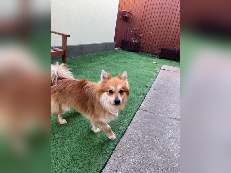 Tony SR - Ein treuer Begleiter sucht Zuhause
