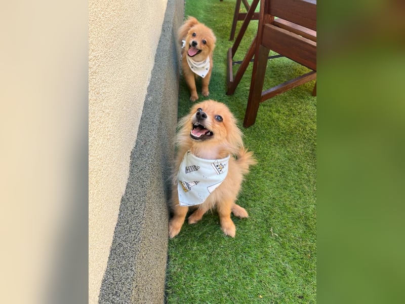 Charlie SR - Kuschelspitz mit großem Nachholbedarf