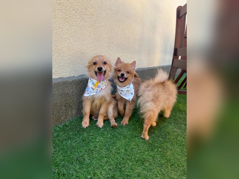 Charlie SR - Kuschelspitz mit großem Nachholbedarf