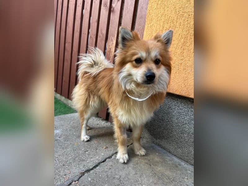 Tony SR - Ein treuer Begleiter sucht Zuhause