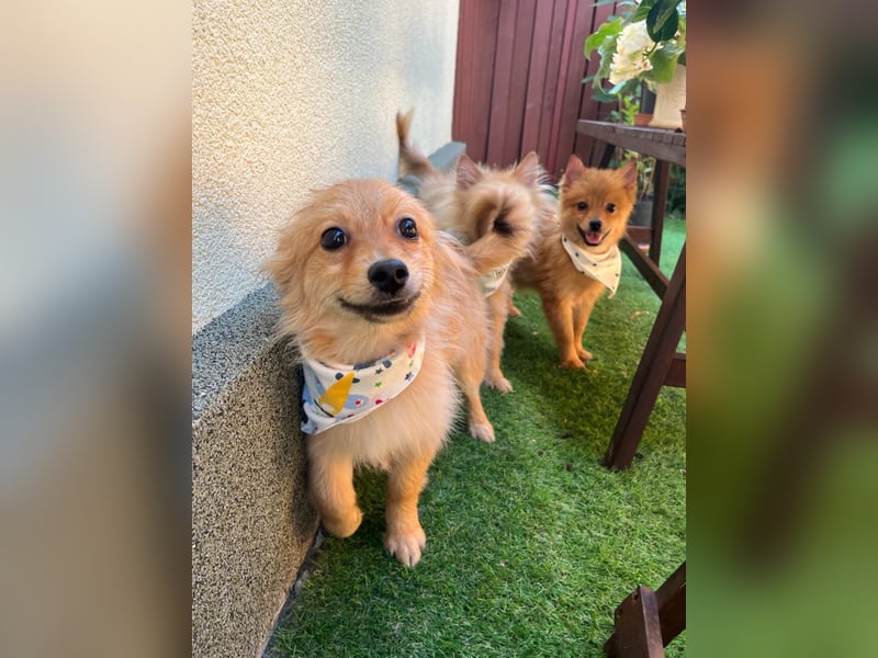 Charlie SR - Kuschelspitz mit großem Nachholbedarf