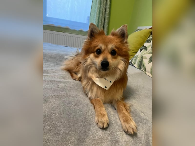 Tony SR - Ein treuer Begleiter sucht Zuhause