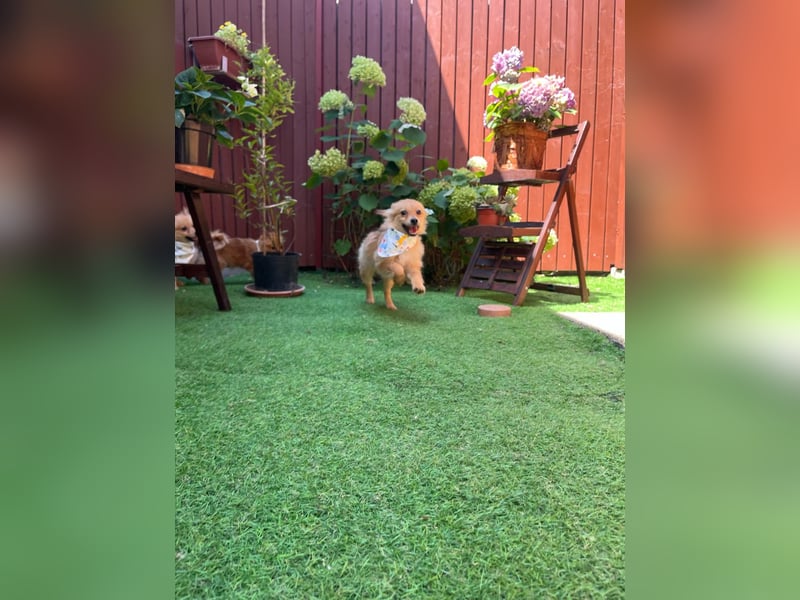 Rocky SR - Neugieriger Spitzwelpe mit Startschwierigkeiten