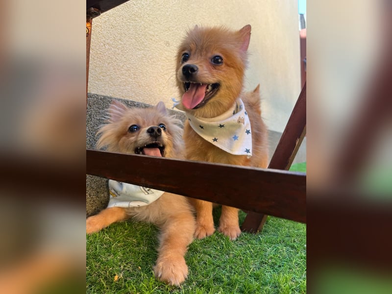 Charlie SR - Kuschelspitz mit großem Nachholbedarf