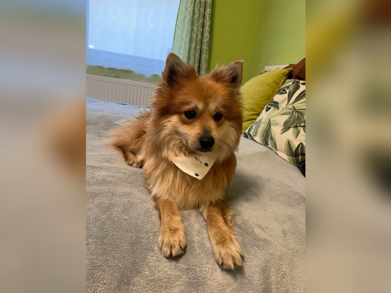 Tony SR - Ein treuer Begleiter sucht Zuhause