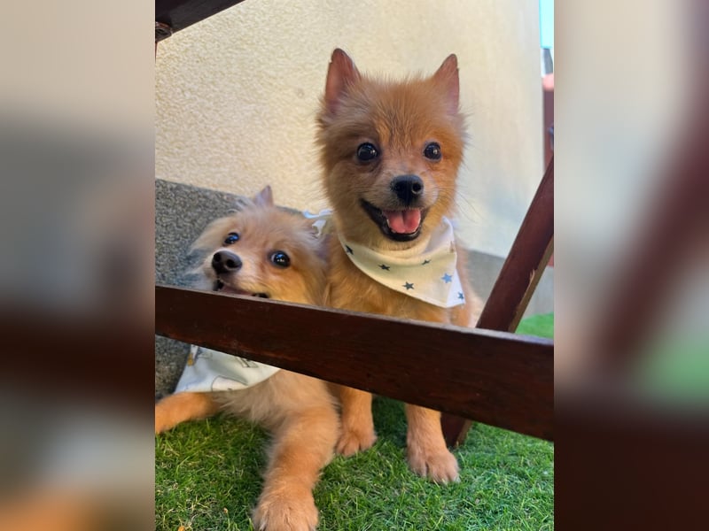 Charlie SR - Kuschelspitz mit großem Nachholbedarf