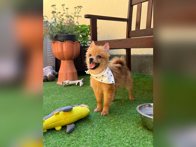 Charlie SR - Kuschelspitz mit großem Nachholbedarf
