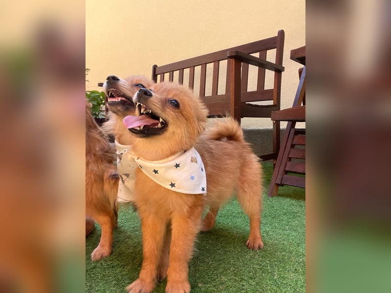 Charlie SR - Kuschelspitz mit großem Nachholbedarf