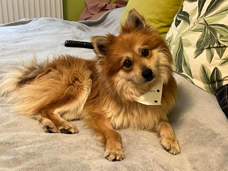 Tony SR - Ein treuer Begleiter sucht Zuhause