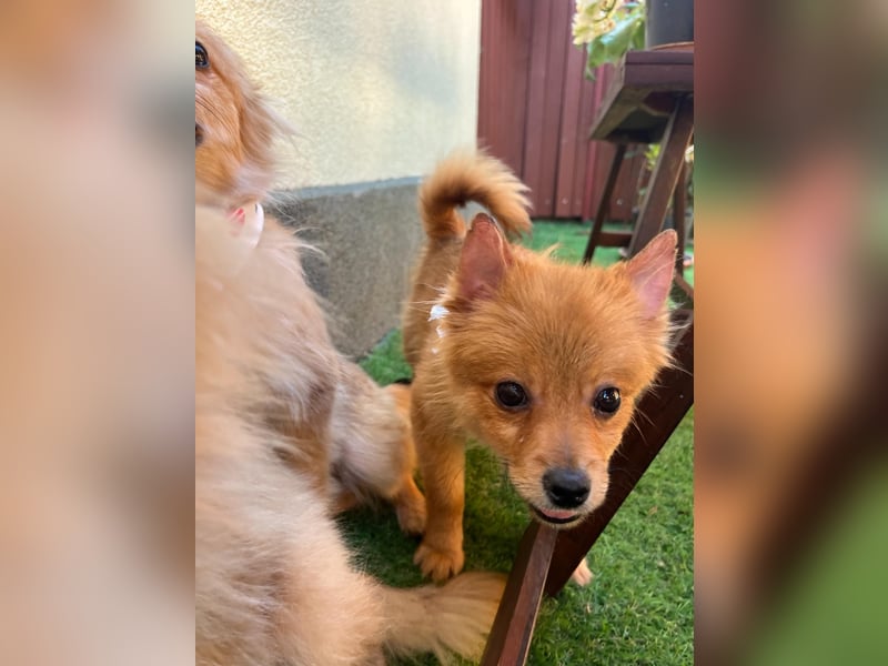 Charlie SR - Kuschelspitz mit großem Nachholbedarf