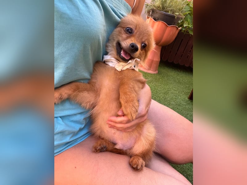 Charlie SR - Kuschelspitz mit großem Nachholbedarf