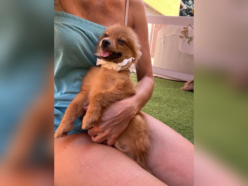 Charlie SR - Kuschelspitz mit großem Nachholbedarf