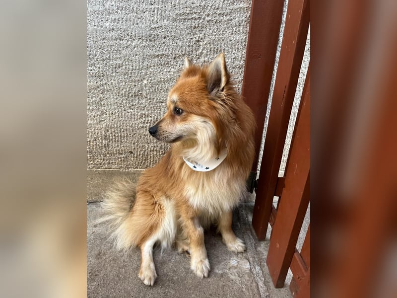 Tony SR - Ein treuer Begleiter sucht Zuhause