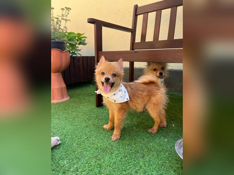 Charlie SR - Kuschelspitz mit großem Nachholbedarf