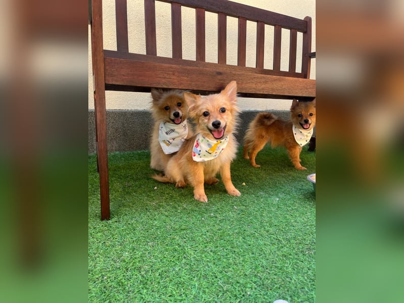 Charlie SR - Kuschelspitz mit großem Nachholbedarf