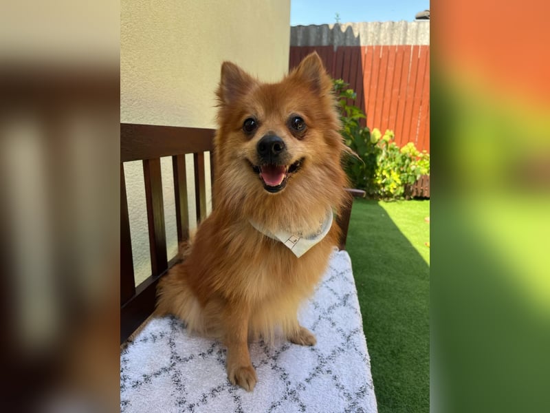 Karlo SR – kleiner Sonnenschein sucht liebevolle Familie