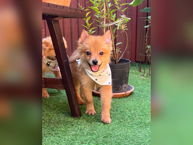 Charlie SR - Kuschelspitz mit großem Nachholbedarf