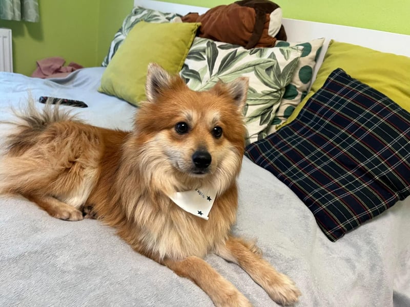 Tony SR - Ein treuer Begleiter sucht Zuhause