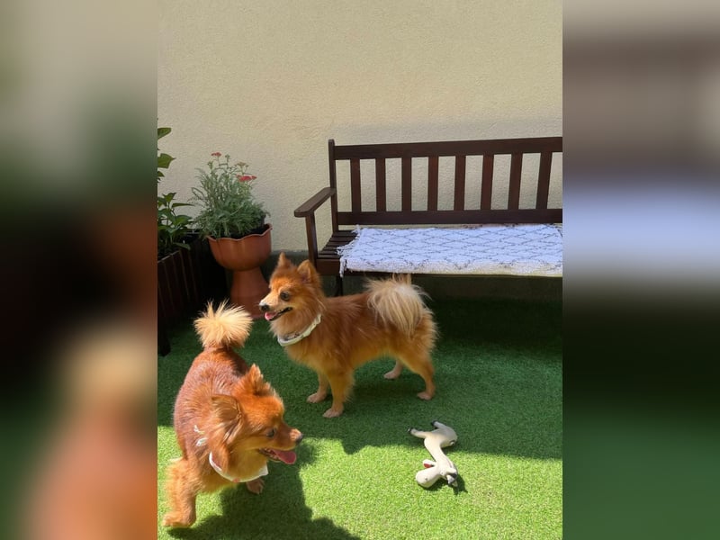 Karlo SR – kleiner Sonnenschein sucht liebevolle Familie