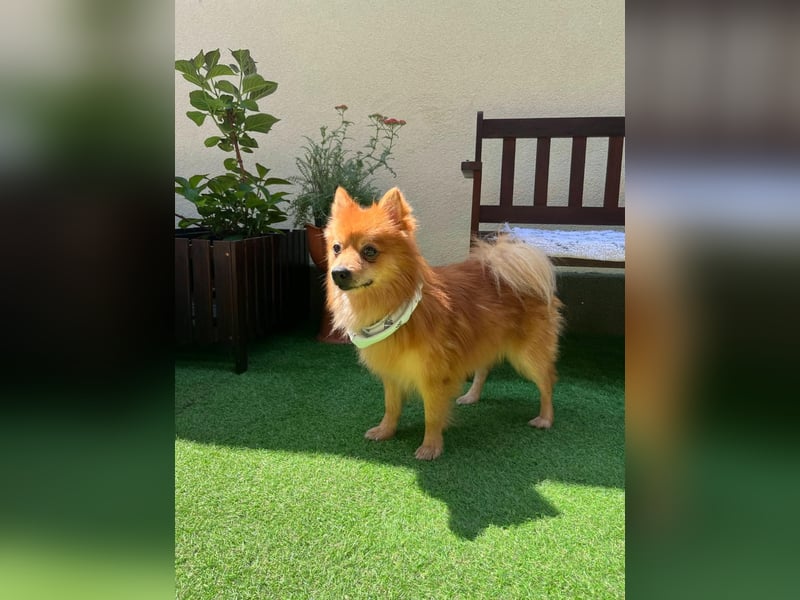 Karlo SR – kleiner Sonnenschein sucht liebevolle Familie
