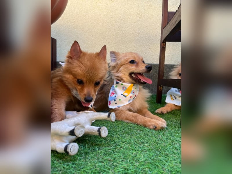 Charlie SR - Kuschelspitz mit großem Nachholbedarf