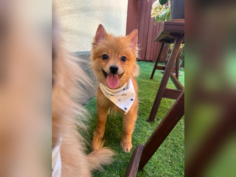 Charlie SR - Kuschelspitz mit großem Nachholbedarf