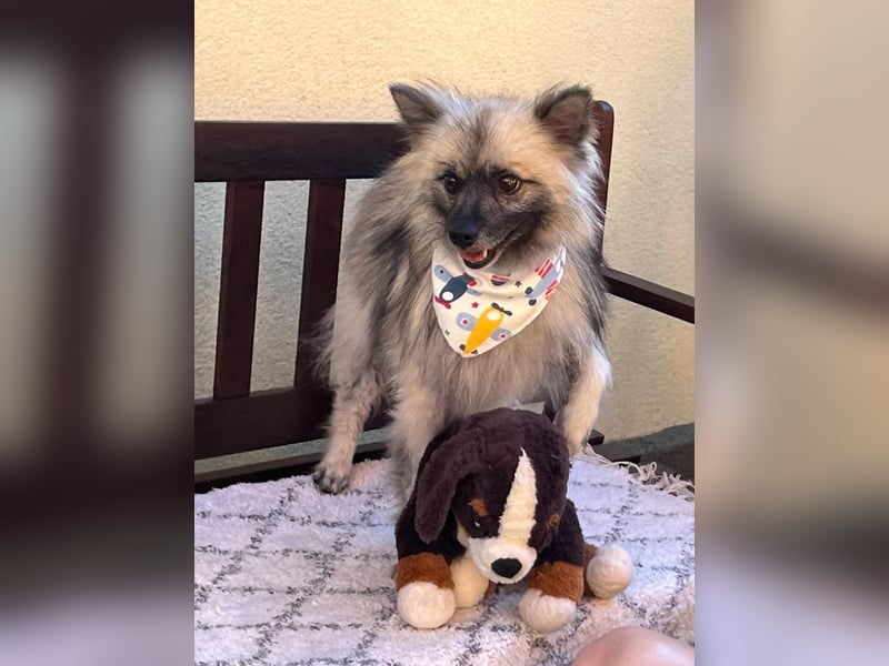 Stitch, sehr hübscher und freundlicher Kleinspitz, geb. 12/2020