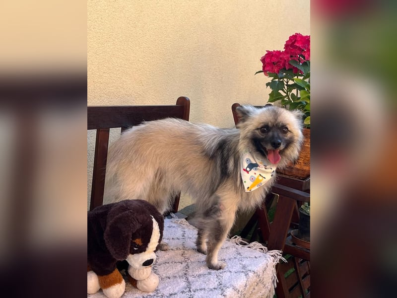 Stitch, sehr hübscher und freundlicher Kleinspitz, geb. 12/2020