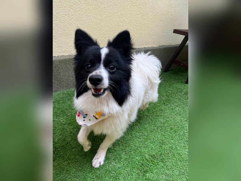 Leopold SR - kleiner Spitz mit großem Charme sucht seinen Platz im Leben