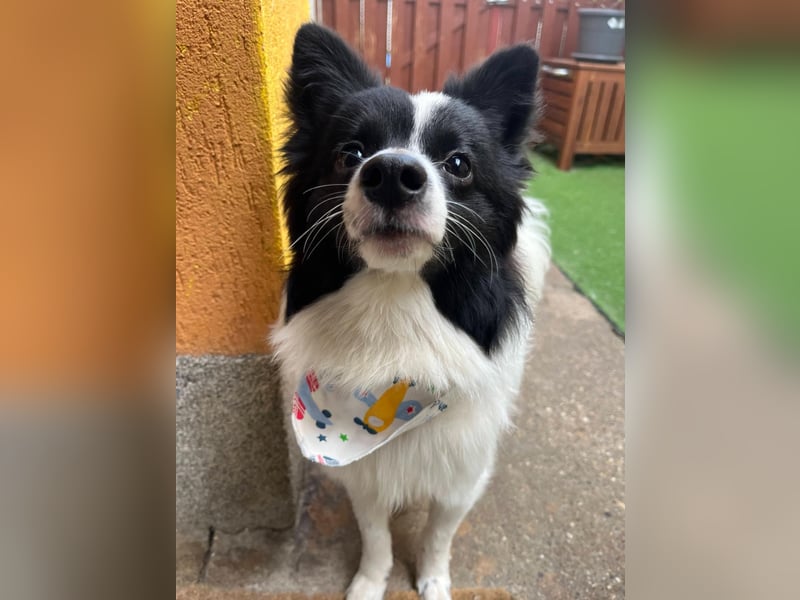Leopold SR - kleiner Spitz mit großem Charme sucht seinen Platz im Leben