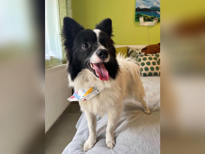 Leopold SR - kleiner Spitz mit großem Charme sucht seinen Platz im Leben