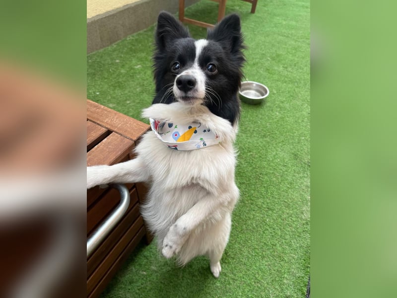 Leopold SR - kleiner Spitz mit großem Charme sucht seinen Platz im Leben