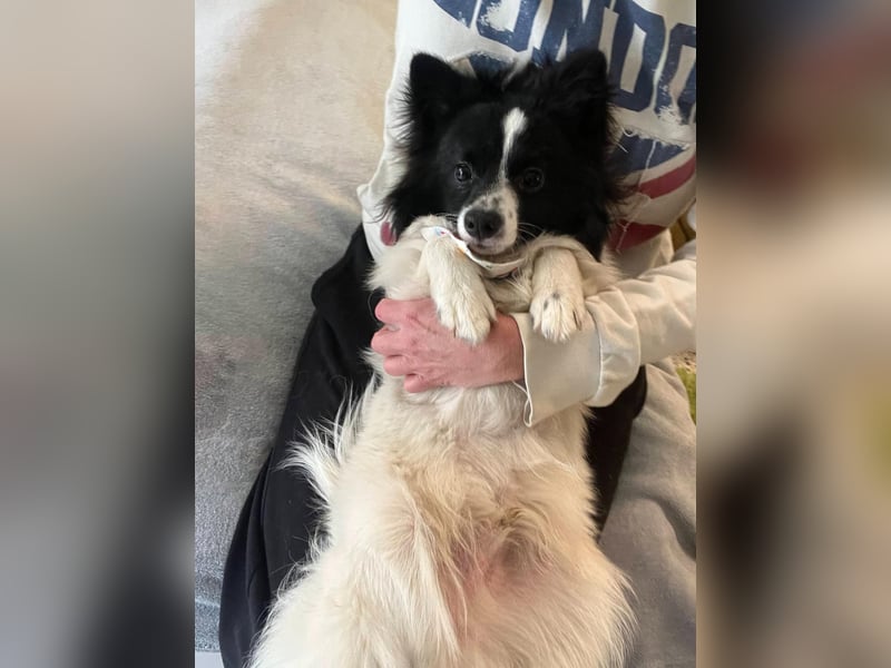 Leopold SR - kleiner Spitz mit großem Charme sucht seinen Platz im Leben