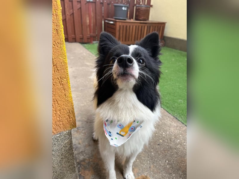 Leopold SR - kleiner Spitz mit großem Charme sucht seinen Platz im Leben