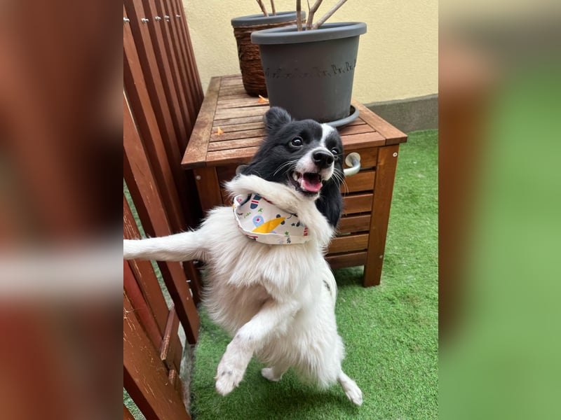 Leopold SR - kleiner Spitz mit großem Charme sucht seinen Platz im Leben