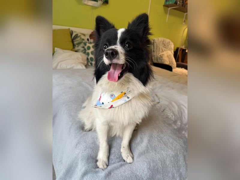 Leopold SR - kleiner Spitz mit großem Charme sucht seinen Platz im Leben