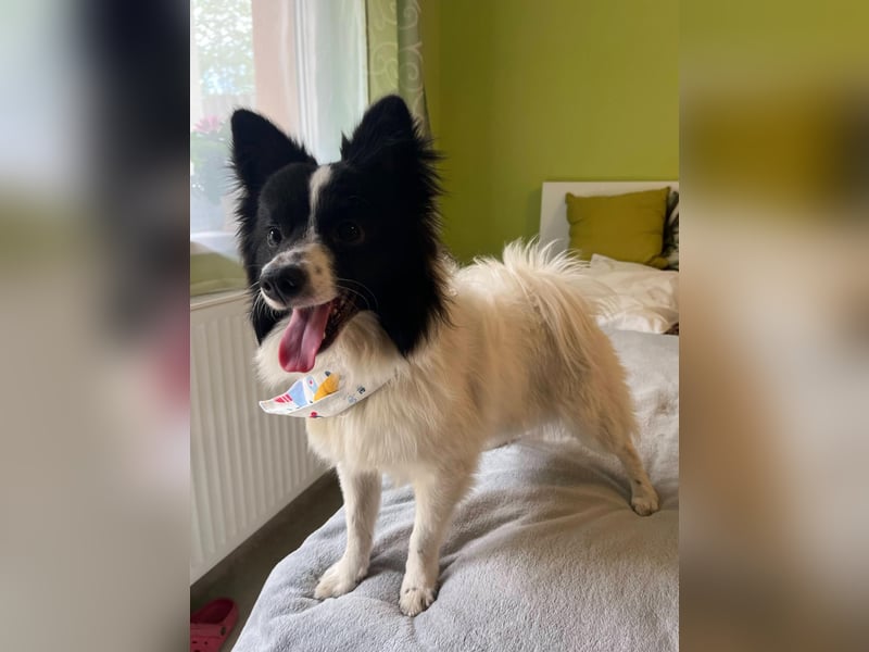Leopold SR - kleiner Spitz mit großem Charme sucht seinen Platz im Leben