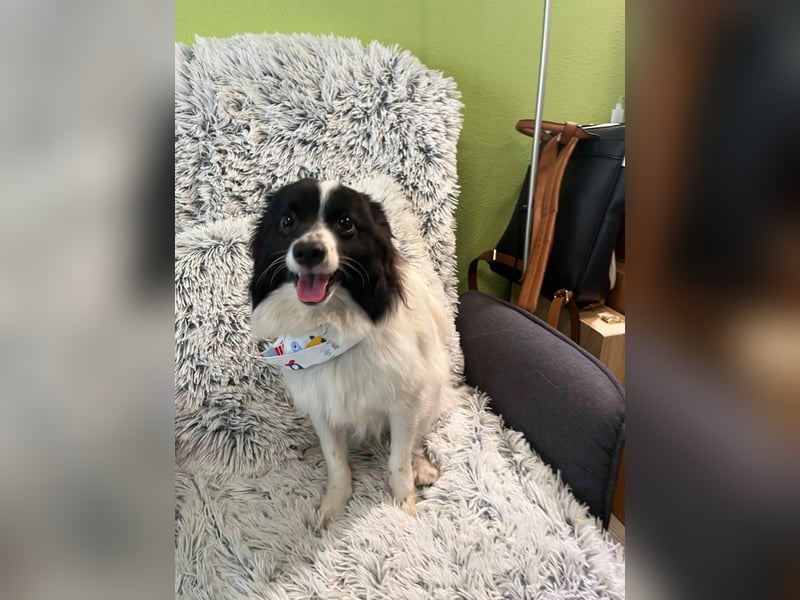 Leopold SR - kleiner Spitz mit großem Charme sucht seinen Platz im Leben