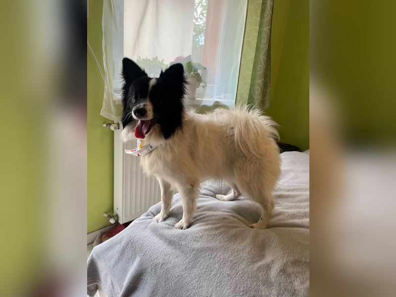 Leopold SR - kleiner Spitz mit großem Charme sucht seinen Platz im Leben